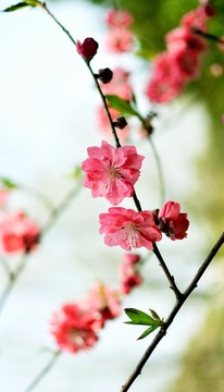 紅碧桃花