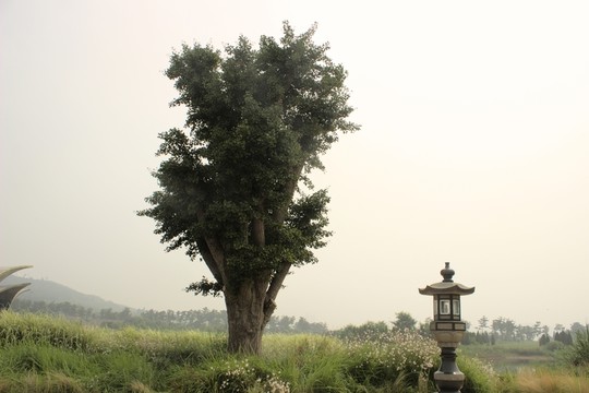 佛燈與菩提