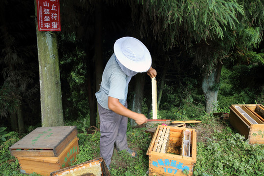 養(yǎng)蜂人