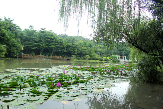 公園景觀