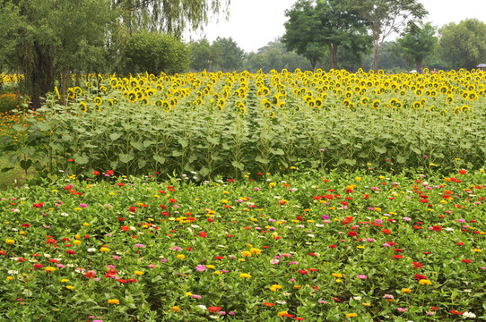 葵花園