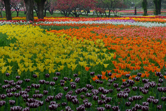 郁金香花海