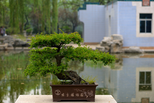 北京植物園盆景