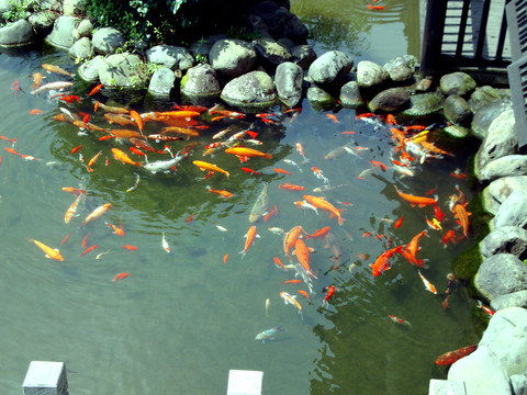 景觀魚池