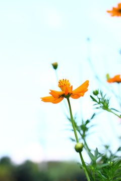 波斯菊