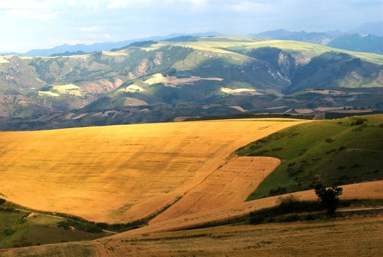 麥田