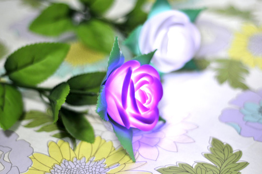 玫瑰花