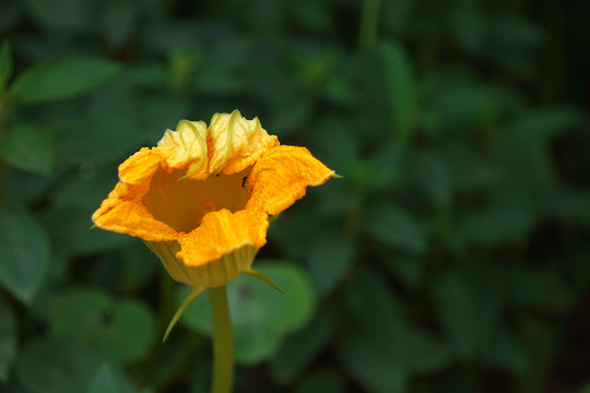 南瓜花