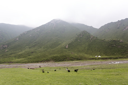 祁連山草原牧場