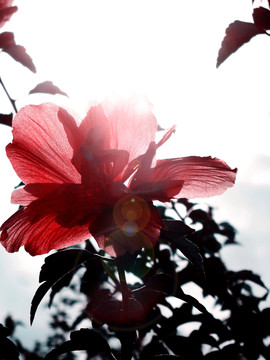 花開(kāi)