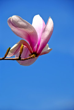 玉蘭花