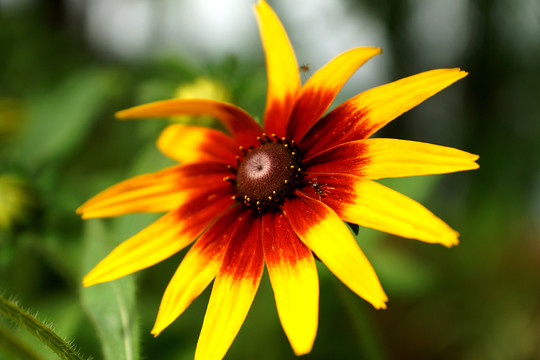 太陽花