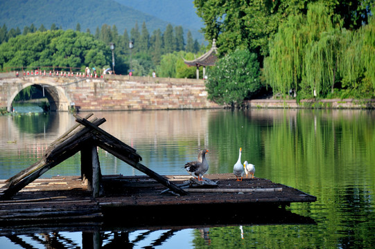 杭州 西湖 西泠橋 早晨 藍天