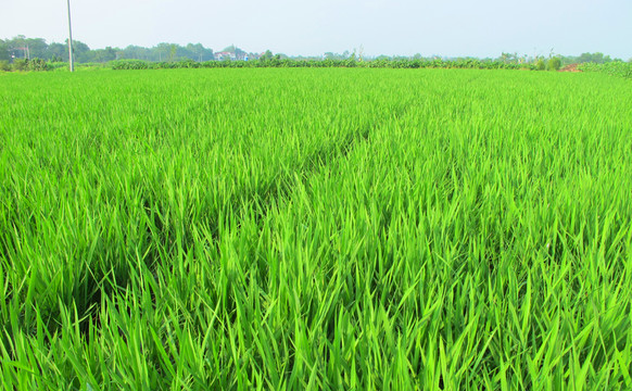 農(nóng)田