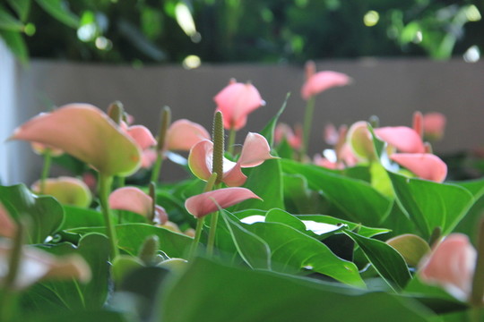 匈牙利國花 馬蹄蓮