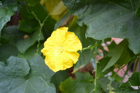 絲瓜花