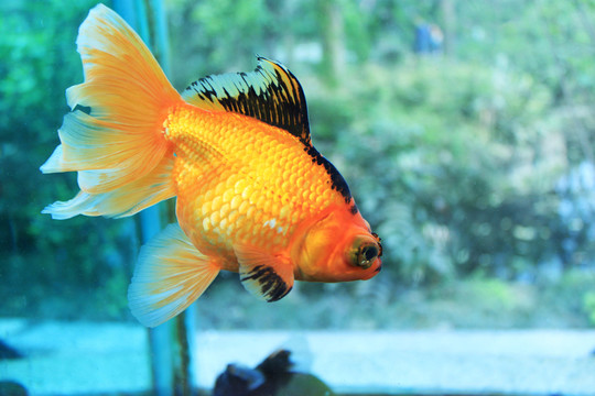金魚