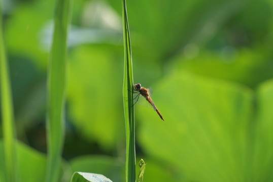 蜻蜓