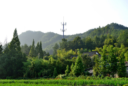 青山