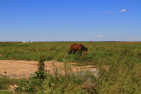 小馬