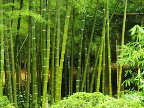 竹林