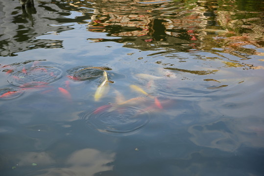 鯉魚