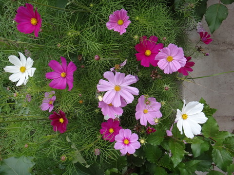 格桑花