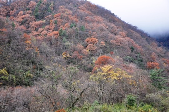 紅葉