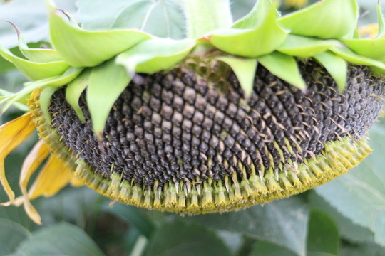 葵花籽