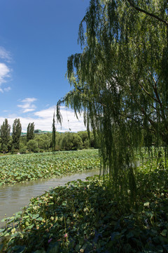 北京紫竹院公園荷塘
