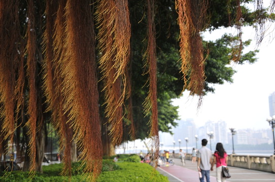 榕樹根須