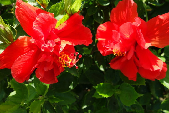 扶桑花