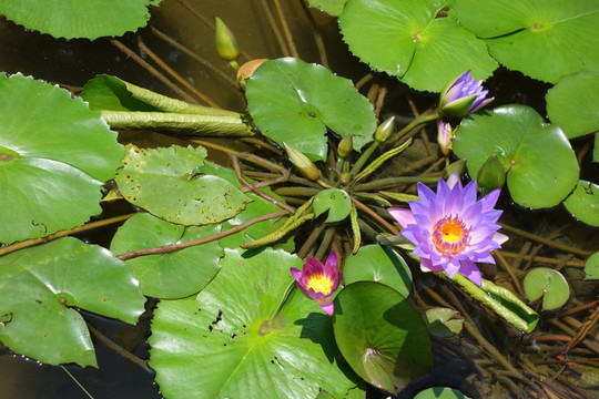 睡蓮 子午蓮 水芹花