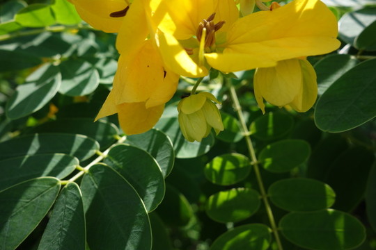 黃花