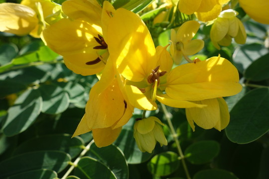 黃花