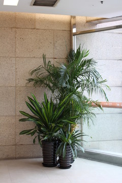室內(nèi)植被