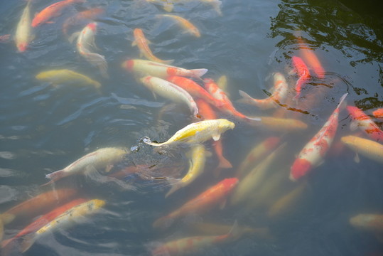 錦鯉