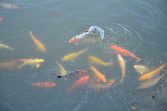 錦鯉