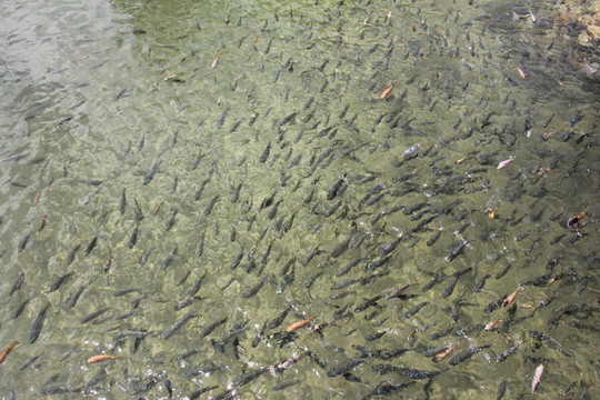 魚群