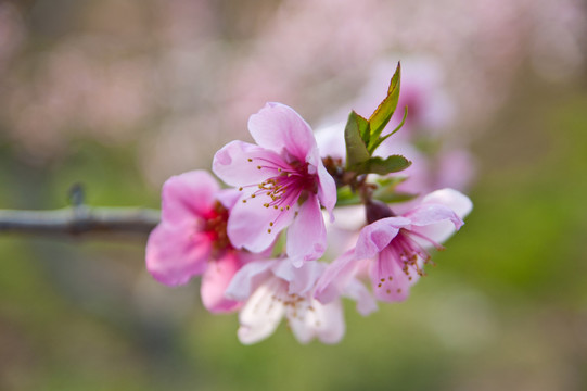 桃花
