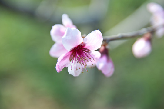 桃花