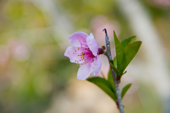 桃花