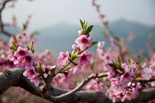 桃花