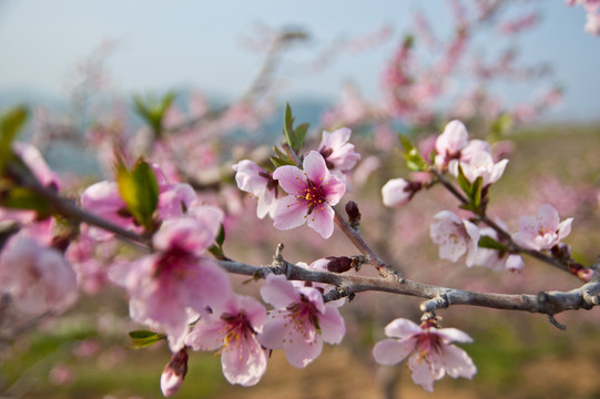 桃花