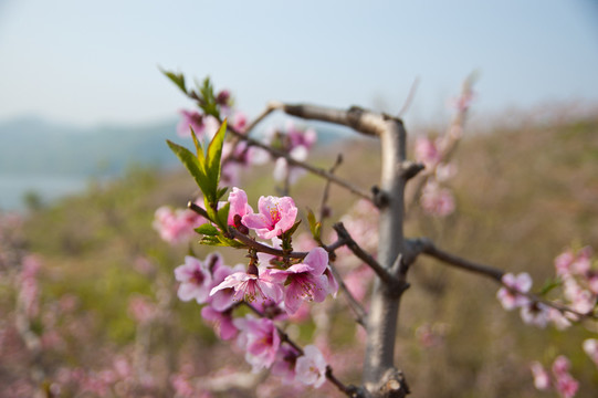 桃花