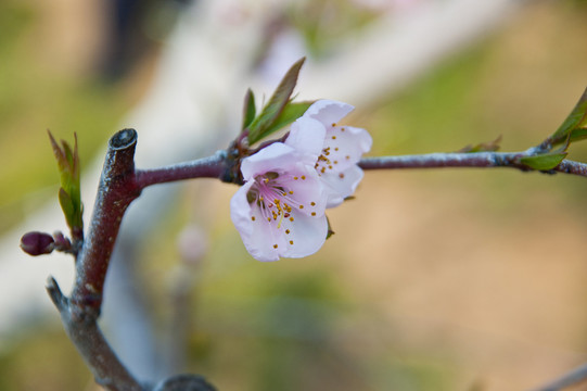 桃花