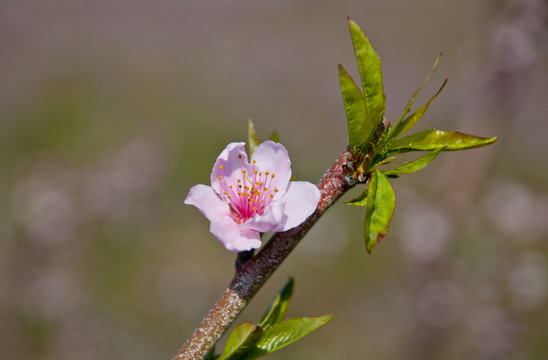 桃花