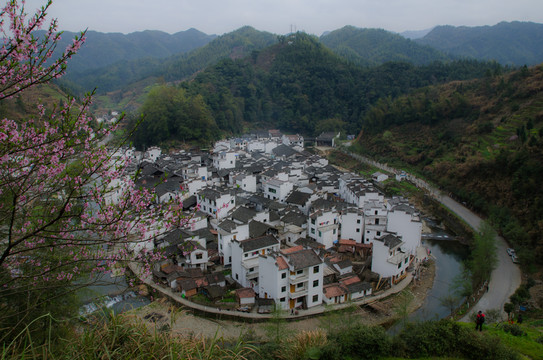 菊徑春色