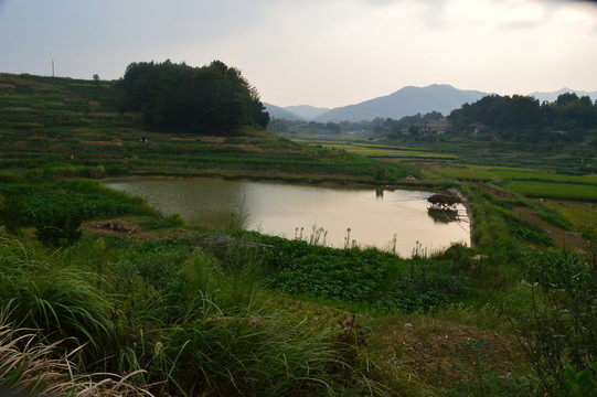 田園田野