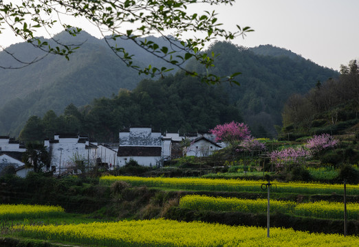 婺源油菜花